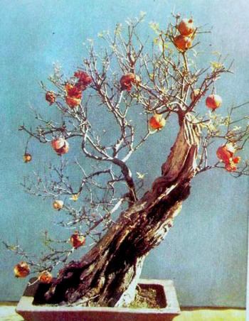 中国盆景欣赏及制作之三 - 乘成 - 乘成休闲吧