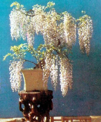 中国盆景欣赏及制作之三 - 乘成 - 乘成休闲吧