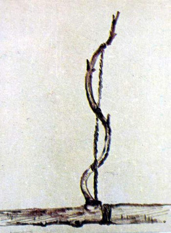 中国盆景欣赏及制作之三 - 乘成 - 乘成休闲吧