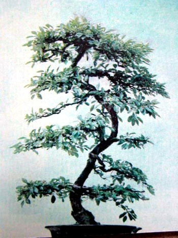 中国盆景欣赏及制作之三 - 乘成 - 乘成休闲吧