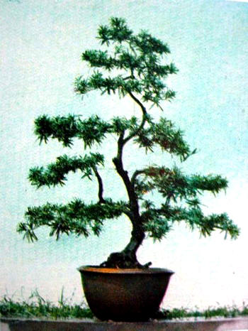 中国盆景欣赏及制作之三 - 乘成 - 乘成休闲吧