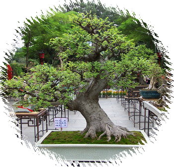 中国盆景欣赏及制作之四 - 乘成 - 乘成休闲吧