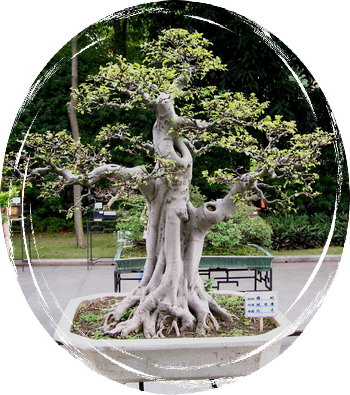 中国盆景欣赏及制作之四 - 乘成 - 乘成休闲吧