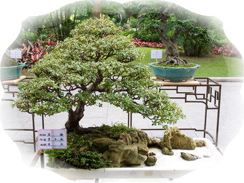 中国盆景欣赏及制作之四 - 乘成 - 乘成休闲吧