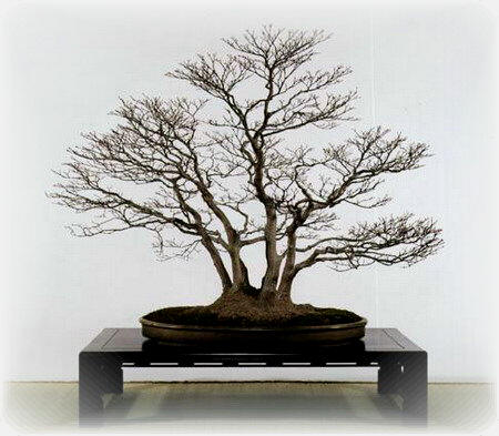 中国盆景欣赏及制作之四 - 乘成 - 乘成休闲吧