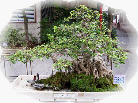 中国盆景欣赏及制作之四 - 乘成 - 乘成休闲吧