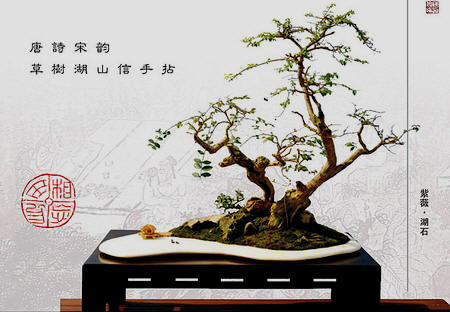 中国盆景欣赏及制作之四 - 乘成 - 乘成休闲吧