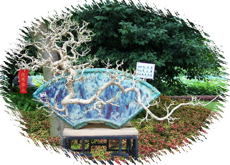 中国盆景欣赏及制作之四 - 乘成 - 乘成休闲吧
