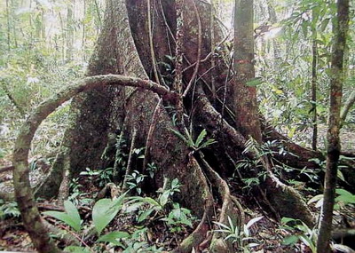 中国盆景欣赏及制作之六 - 乘成 - 乘成休闲吧