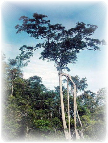 中国盆景欣赏及制作之六 - 乘成 - 乘成休闲吧