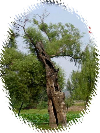 中国盆景欣赏及制作之六 - 乘成 - 乘成休闲吧