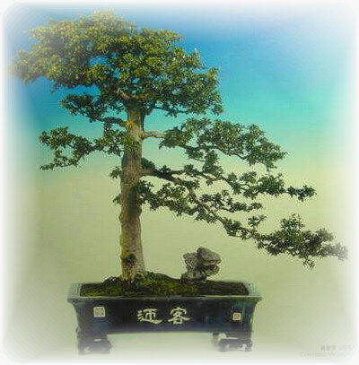 中国盆景欣赏及制作之六 - 乘成 - 乘成休闲吧