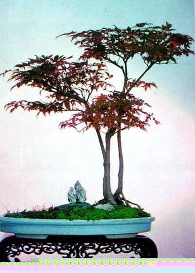 中国盆景欣赏及制作之六 - 乘成 - 乘成休闲吧