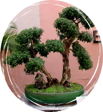 中国盆景欣赏及制作之六 - 乘成 - 乘成休闲吧