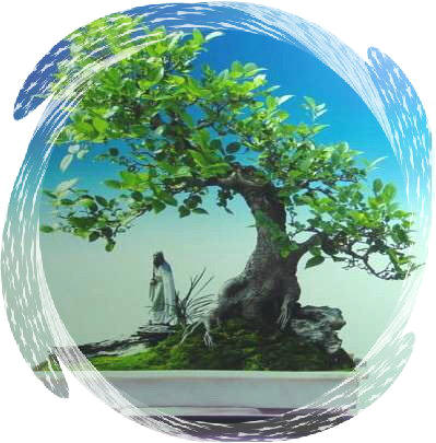 中国盆景欣赏及制作之六 - 乘成 - 乘成休闲吧