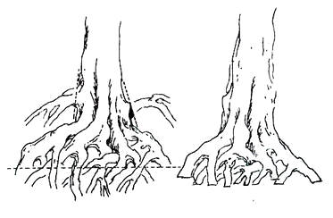 中国盆景欣赏及制作之七 - 乘成 - 乘成休闲吧