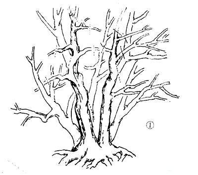 中国盆景欣赏及制作之七 - 乘成 - 乘成休闲吧