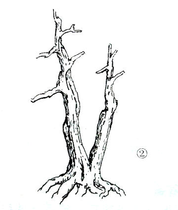 中国盆景欣赏及制作之七 - 乘成 - 乘成休闲吧