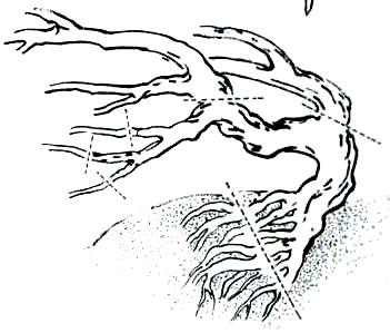 中国盆景欣赏及制作之七 - 乘成 - 乘成休闲吧