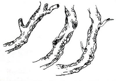 中国盆景欣赏及制作之七 - 乘成 - 乘成休闲吧