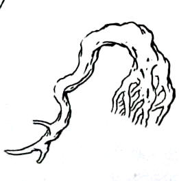 中国盆景欣赏及制作之七 - 乘成 - 乘成休闲吧