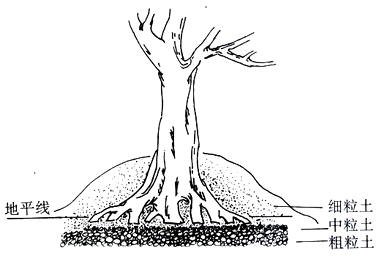 中国盆景欣赏及制作之七 - 乘成 - 乘成休闲吧