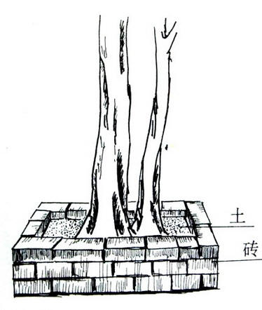 中国盆景欣赏及制作之七 - 乘成 - 乘成休闲吧