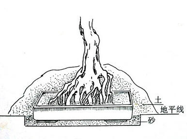 中国盆景欣赏及制作之七 - 乘成 - 乘成休闲吧