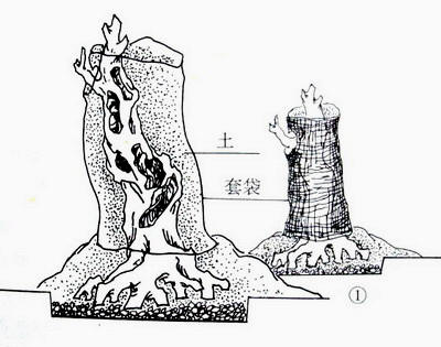 中国盆景欣赏及制作之七 - 乘成 - 乘成休闲吧