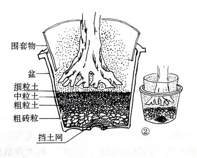 中国盆景欣赏及制作之七 - 乘成 - 乘成休闲吧