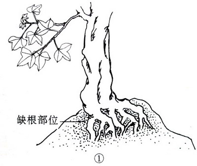 中国盆景欣赏及制作之七 - 乘成 - 乘成休闲吧