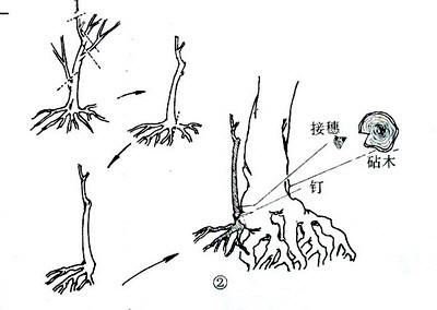 中国盆景欣赏及制作之七 - 乘成 - 乘成休闲吧