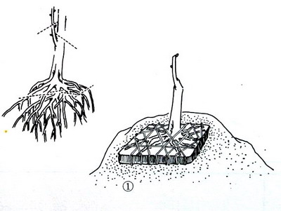 中国盆景欣赏及制作之七 - 乘成 - 乘成休闲吧