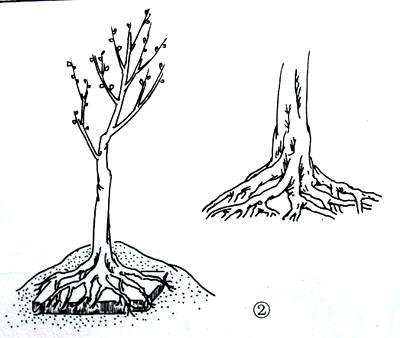 中国盆景欣赏及制作之七 - 乘成 - 乘成休闲吧