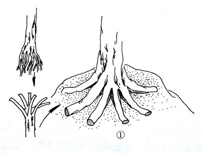 中国盆景欣赏及制作之七 - 乘成 - 乘成休闲吧