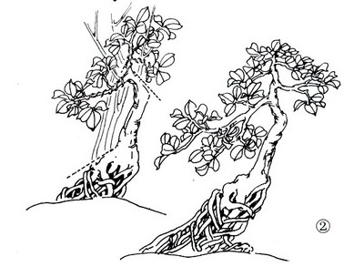 中国盆景欣赏及制作之七 - 乘成 - 乘成休闲吧