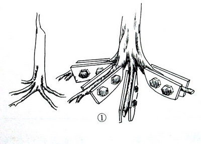 中国盆景欣赏及制作之七 - 乘成 - 乘成休闲吧