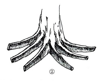 中国盆景欣赏及制作之七 - 乘成 - 乘成休闲吧