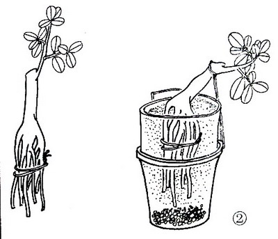 中国盆景欣赏及制作之七 - 乘成 - 乘成休闲吧