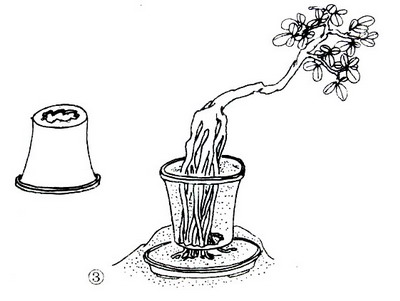 中国盆景欣赏及制作之七 - 乘成 - 乘成休闲吧