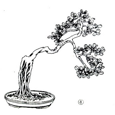 中国盆景欣赏及制作之七 - 乘成 - 乘成休闲吧