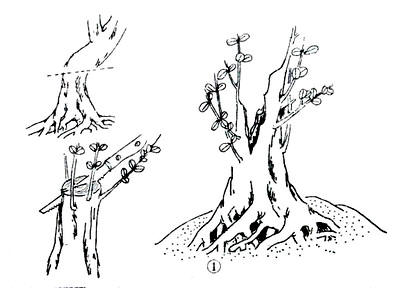 中国盆景欣赏及制作之七 - 乘成 - 乘成休闲吧