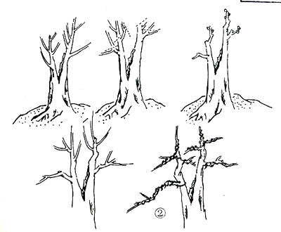 中国盆景欣赏及制作之七 - 乘成 - 乘成休闲吧
