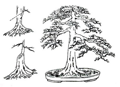 中国盆景欣赏及制作之七 - 乘成 - 乘成休闲吧