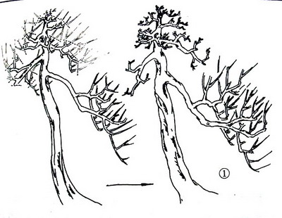 中国盆景欣赏及制作之七 - 乘成 - 乘成休闲吧