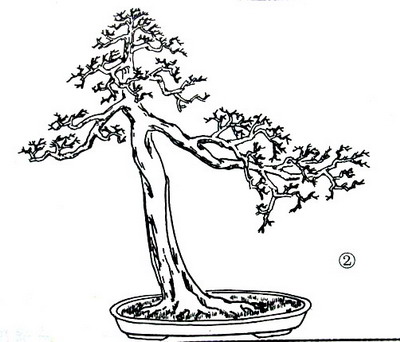 中国盆景欣赏及制作之七 - 乘成 - 乘成休闲吧