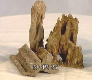 中国盆景欣赏及制作之九 - 乘成 - 乘成休闲吧