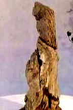 中国盆景欣赏及制作之九 - 乘成 - 乘成休闲吧