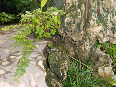 中国盆景欣赏及制作之九 - 乘成 - 乘成休闲吧