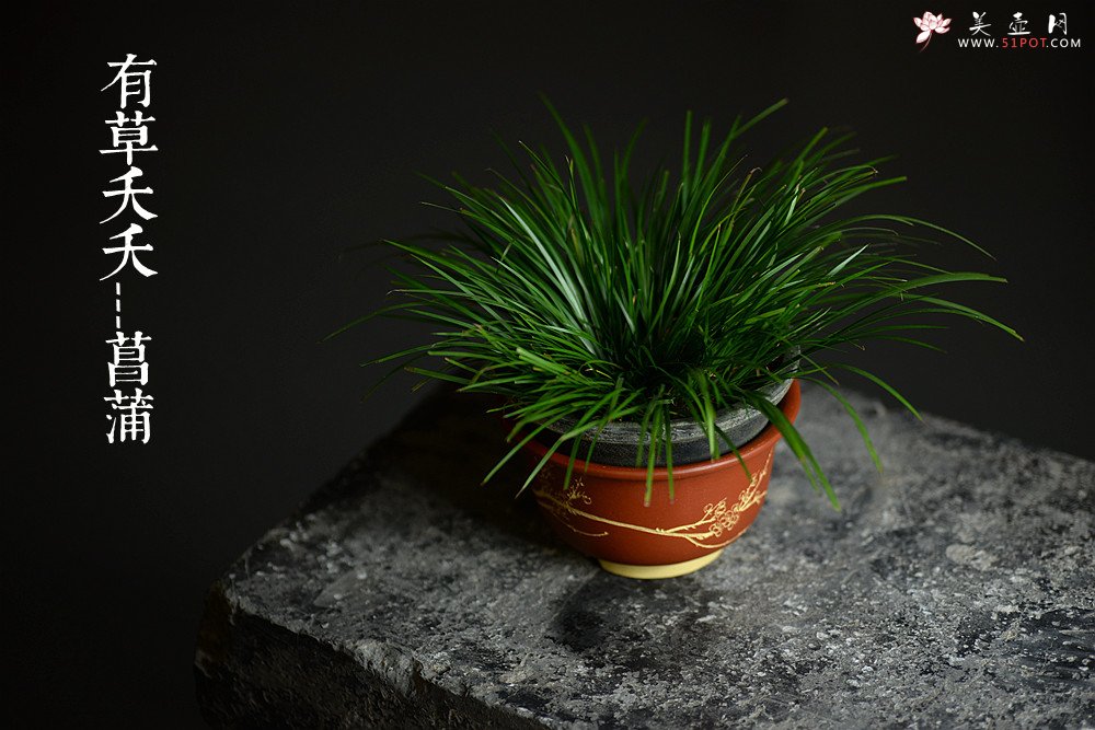 紫砂壶图片：精工佳作 段泥粉朱泥浆 花草四雅之菖蒲花盆 - 美壶网